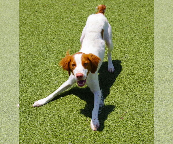 Medium Photo #3 Brittany Puppy For Sale in Curwensville, PA, USA