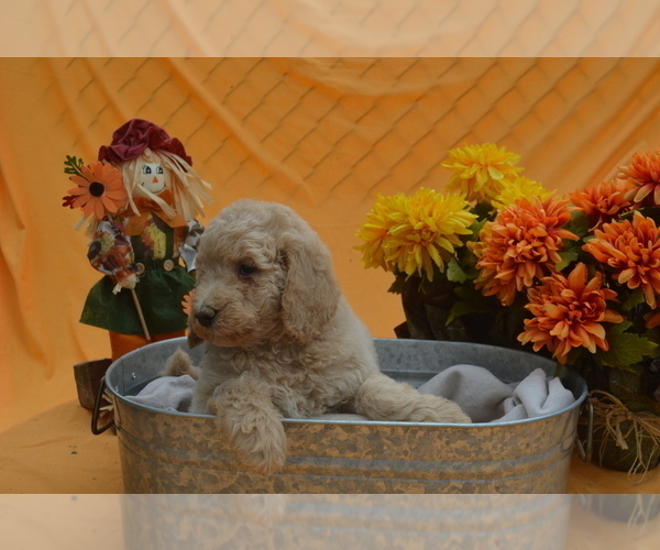 Medium Photo #3 Poodle (Standard) Puppy For Sale in COVINGTON, GA, USA