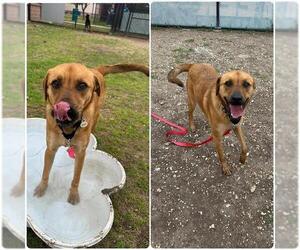 Labrador Retriever-Unknown Mix Dogs for adoption in San Antonio, TX, USA