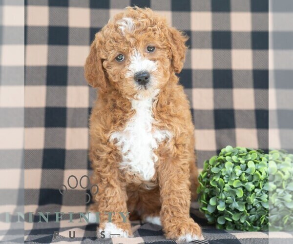 Medium Photo #2 Goldendoodle (Miniature) Puppy For Sale in DORNSIFE, PA, USA