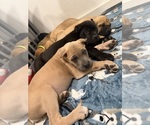 Small #19 Cane Corso