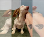 Small #1 Dachshund