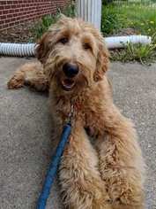 Goldendoodle Puppy for sale in MUNCIE, IN, USA