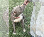 Small #3 American Pit Bull Terrier Mix