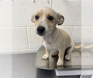 Chihuahua Dogs for adoption in San Bernardino, CA, USA