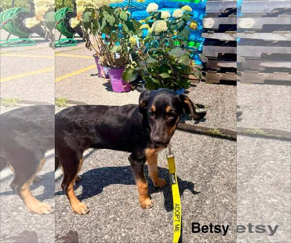 Medium Photo #3 Labrador Retriever-Unknown Mix Puppy For Sale in pomfret, CT, USA