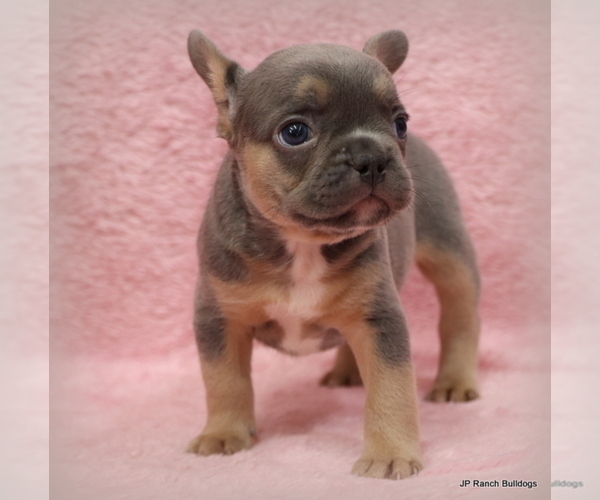 Medium Photo #21 French Bulldog Puppy For Sale in WINNSBORO, TX, USA