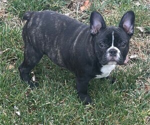 French Bulldog Puppy for Sale in WEST CHESTER, Ohio USA