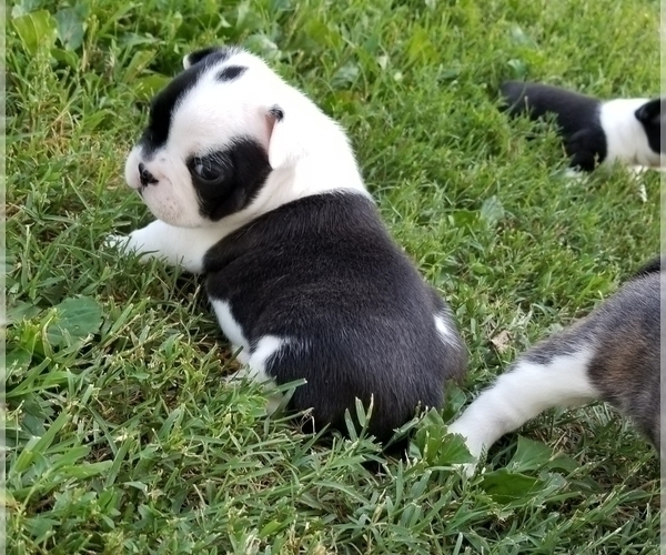 Medium Photo #1 Faux Frenchbo Bulldog Puppy For Sale in SEYMOUR, TN, USA