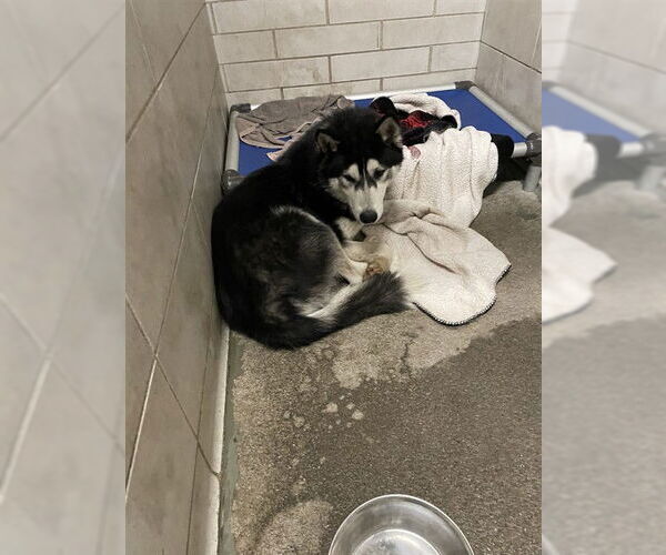 Medium Photo #1 Siberian Husky Puppy For Sale in Stockton, CA, USA