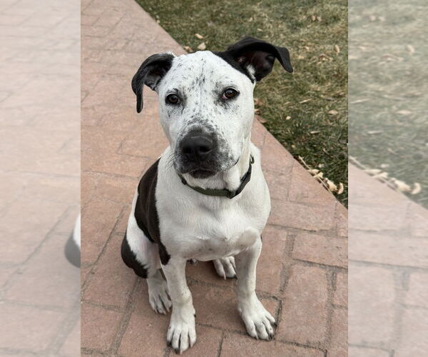 Medium Photo #7 American Bulldog-Unknown Mix Puppy For Sale in Lakewood, CO, USA
