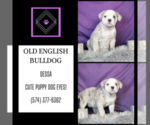 Small #3 Olde English Bulldogge