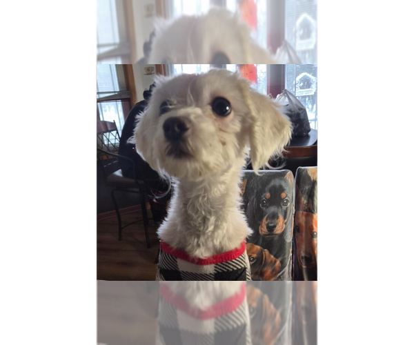 Medium Photo #1 Maltese-Unknown Mix Puppy For Sale in Plymouth, MN, USA