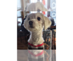 Small Maltese Mix
