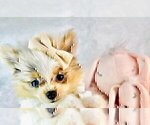 Small #4 Pomeranian