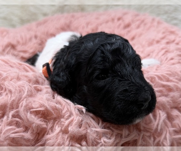 Medium Photo #19 Goldendoodle Puppy For Sale in PIERSON, FL, USA
