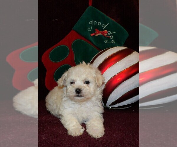 Medium Photo #2 Maltipoo Puppy For Sale in CASSVILLE, MO, USA