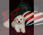 Small Photo #2 Maltipoo Puppy For Sale in CASSVILLE, MO, USA