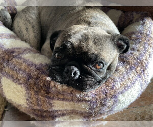 Medium Photo #13 Buggs Puppy For Sale in Sandy, UT, USA