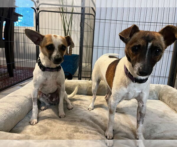 Medium Photo #9 Mutt Puppy For Sale in oakland, FL, USA
