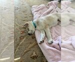 Small Photo #7 Labrador Retriever Puppy For Sale in Spring, TX, USA