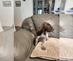 Puppy yellow German Shorthaired Pointer