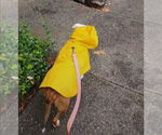 Small #1 American Pit Bull Terrier Mix