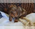 Puppy Sage Dachshund