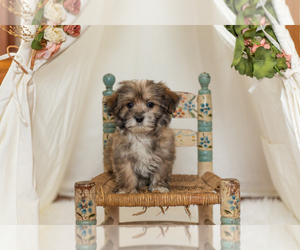Maltese Puppy for sale in WARSAW, IN, USA