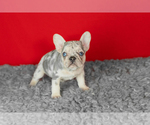 Small #2 French Bulldog