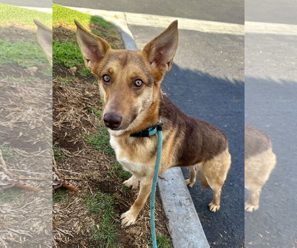 Medium Photo #2 Australian Kelpie-Unknown Mix Puppy For Sale in Newport Beach, CA, USA