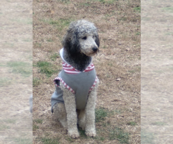 Medium Photo #17 Bernedoodle Puppy For Sale in SPARTA, TN, USA