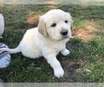 Small #4 Golden Pyrenees