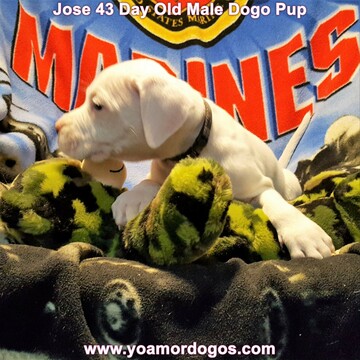 Medium Photo #115 Dogo Argentino Puppy For Sale in JANE, MO, USA
