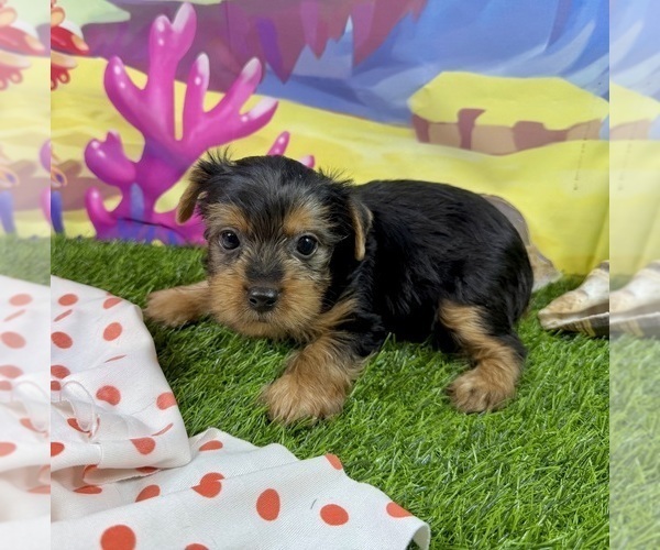 Medium Photo #6 Yorkshire Terrier Puppy For Sale in CASSVILLE, MO, USA