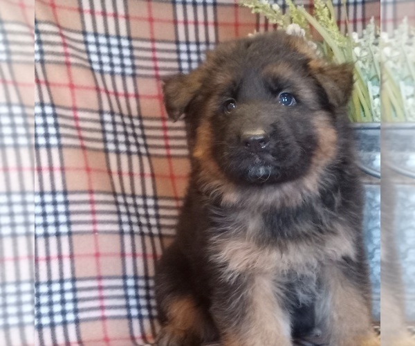 Medium Photo #8 German Shepherd Dog Puppy For Sale in MILFORD, IN, USA