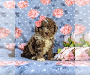 Cock-A-Poo Puppy for sale in ELKTON, MD, USA