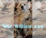 Small Photo #1 Golden Pyrenees-Great Pyrenees Mix Puppy For Sale in RAVENNA, MI, USA
