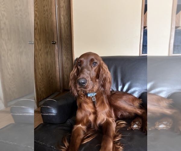 Medium Photo #8 Irish Setter Puppy For Sale in ONEONTA, NY, USA