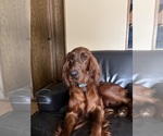 Small #7 Irish Setter