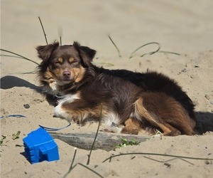 Father of the Miniature Australian Shepherd puppies born on 06/30/2026