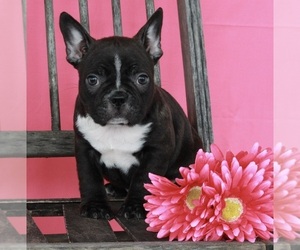 Faux Frenchbo Bulldog Puppy for sale in FREDERICKSBURG, OH, USA