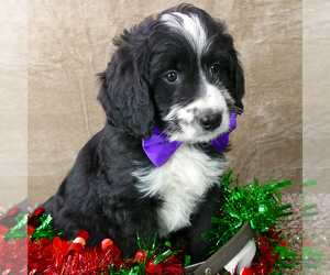 Bernedoodle (Miniature) Puppy for sale in ROY, UT, USA