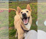 Small #13 Labrador Retriever Mix