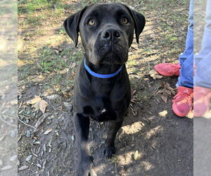 Mastiff-Unknown Mix Dogs for adoption in Riverside, CA, USA