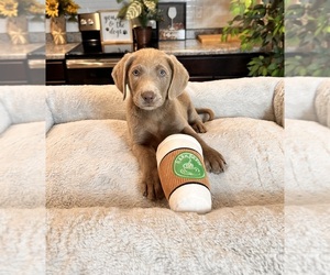 Labrador Retriever Puppy for sale in GREENWOOD, IN, USA