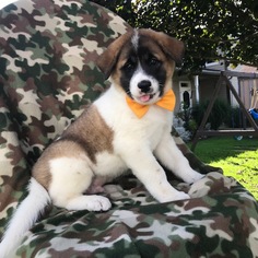 Akita Puppy for sale in QUARRYVILLE, PA, USA