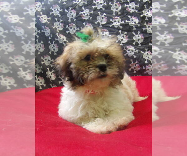 Medium Photo #2 Zuchon Puppy For Sale in PATERSON, NJ, USA