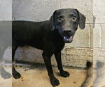 Small #4 Labrador Retriever Mix