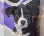 Small #6 Border Collie Mix